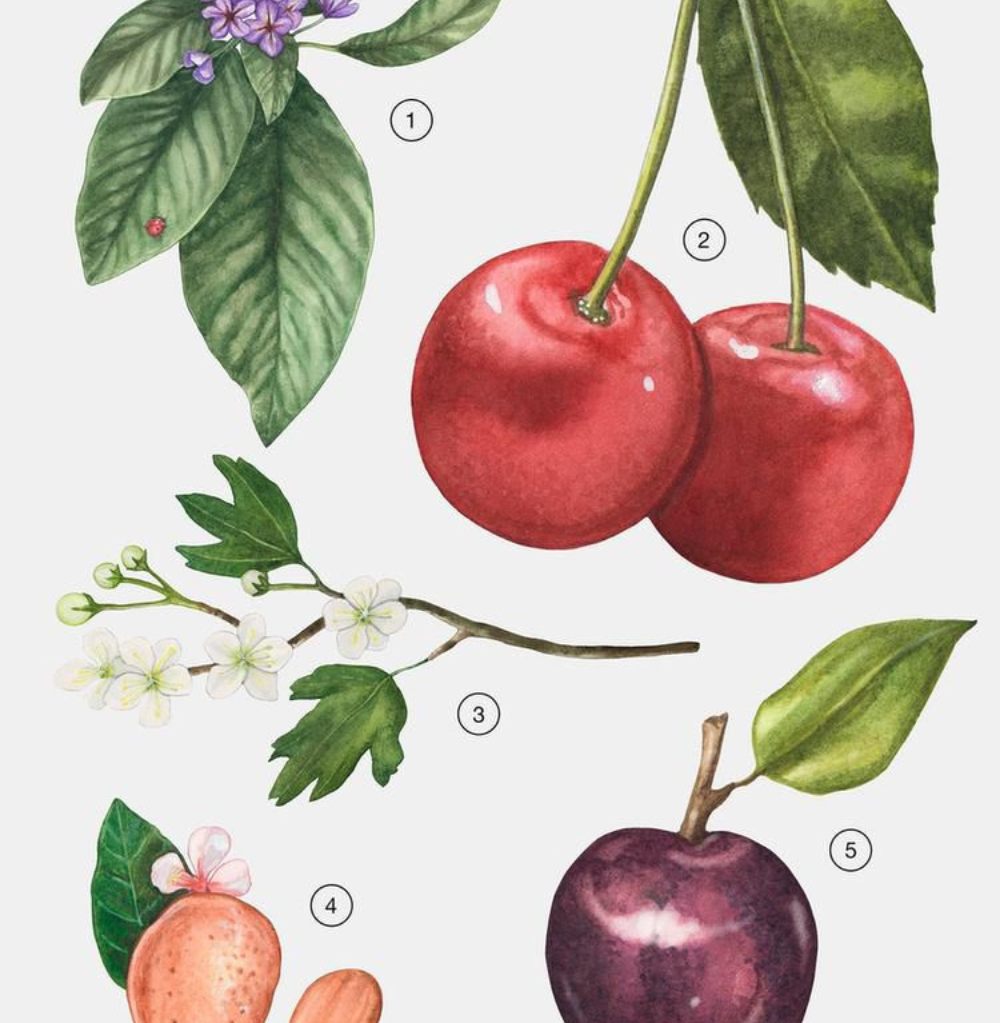 Zara Cherry Smoothie Eau De Parfum